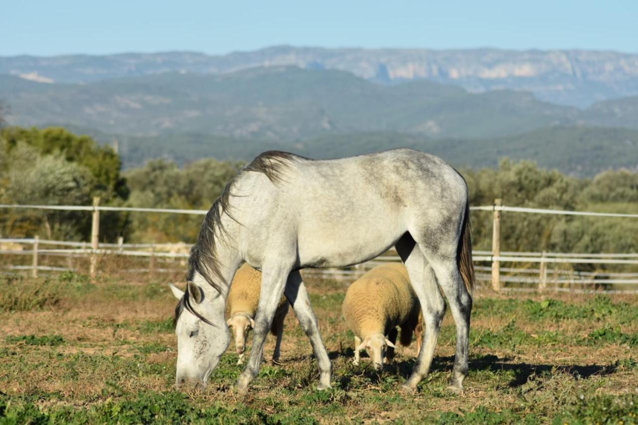 Casa Con Vistas, Piscina Y Animales De Granja, La Caseta Тарагона Екстериор снимка